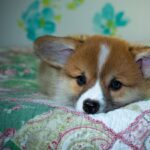 99exch Review: Features, Security, and How It Connects with Redddybook & Cricbet99