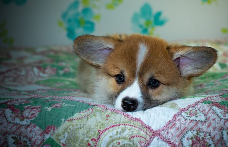 99exch Review: Features, Security, and How It Connects with Redddybook & Cricbet99