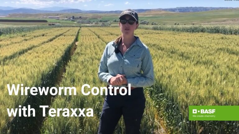 Understanding Online Cricket ID: Benefits, Setup, and Security